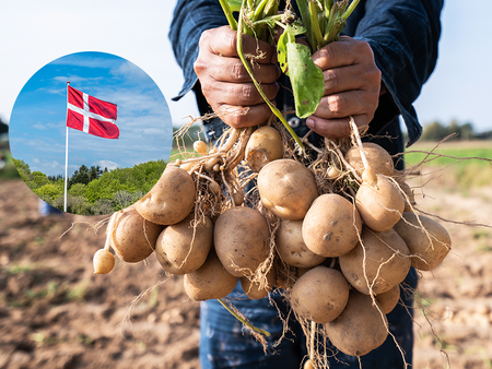 Dänische Kartoffeln und Dannebrog